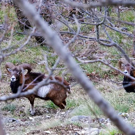 Mansarda Viti - Sguardo Su - * Frontone